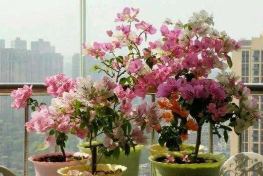 养三角梅,做到“3多、1控”,开完一茬又茬,一茬比一茬开得多休闲区蓝鸢梦想 - Www.slyday.coM 养三角梅,做到“3多、1控”,开完一茬又茬,一茬比一茬开得多休闲区蓝鸢梦想 - Www.slyday.coM