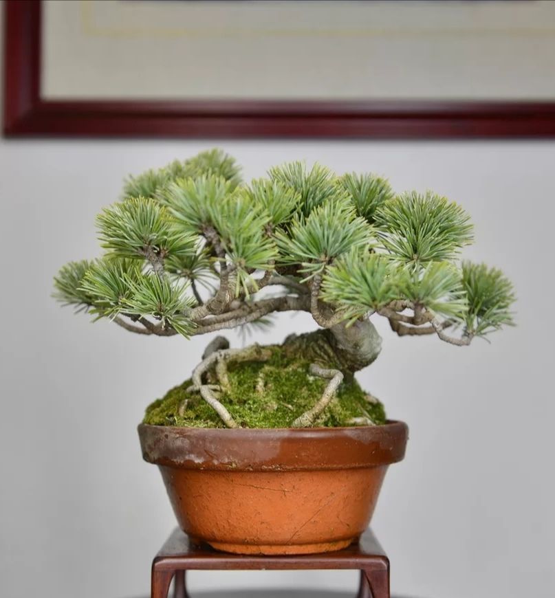 盆景:中国传统艺术之一,分享一些小松树图片,爱好者仅供参考