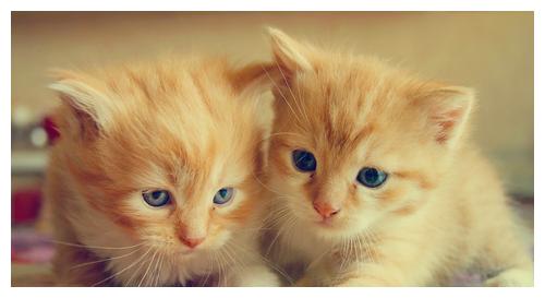 猫吃了橡皮筋几天会排出来？猫为什么乱吃东西有以下几点