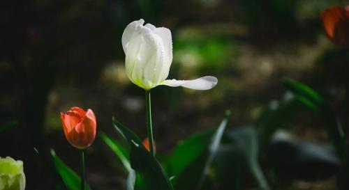 虽然行动力不足，可是这几个星座，聪明睿智，有独特观点休闲区蓝鸢梦想 - Www.slyday.coM