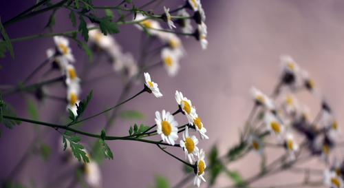 仪态万千,从容不迫的星座,有贵气,在人群中闪闪发光休闲区蓝鸢梦想 - Www.slyday.coM 仪态万千,从容不迫的星座,有贵气,在人群中闪闪发光休闲区蓝鸢梦想 - Www.slyday.coM