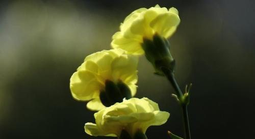 仪态万千,从容不迫的星座,有贵气,在人群中闪闪发光休闲区蓝鸢梦想 - Www.slyday.coM 仪态万千,从容不迫的星座,有贵气,在人群中闪闪发光休闲区蓝鸢梦想 - Www.slyday.coM