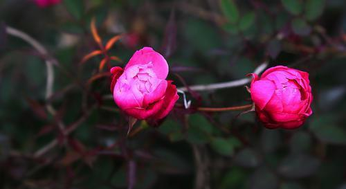 仪态万千,从容不迫的星座,有贵气,在人群中闪闪发光休闲区蓝鸢梦想 - Www.slyday.coM 仪态万千,从容不迫的星座,有贵气,在人群中闪闪发光休闲区蓝鸢梦想 - Www.slyday.coM