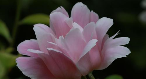 仪态万千,从容不迫的星座,有贵气,在人群中闪闪发光休闲区蓝鸢梦想 - Www.slyday.coM 仪态万千,从容不迫的星座,有贵气,在人群中闪闪发光休闲区蓝鸢梦想 - Www.slyday.coM