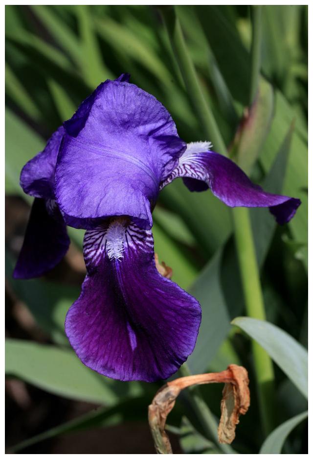 鸢尾 学名 Iris Tectorum Maxim 财经头条