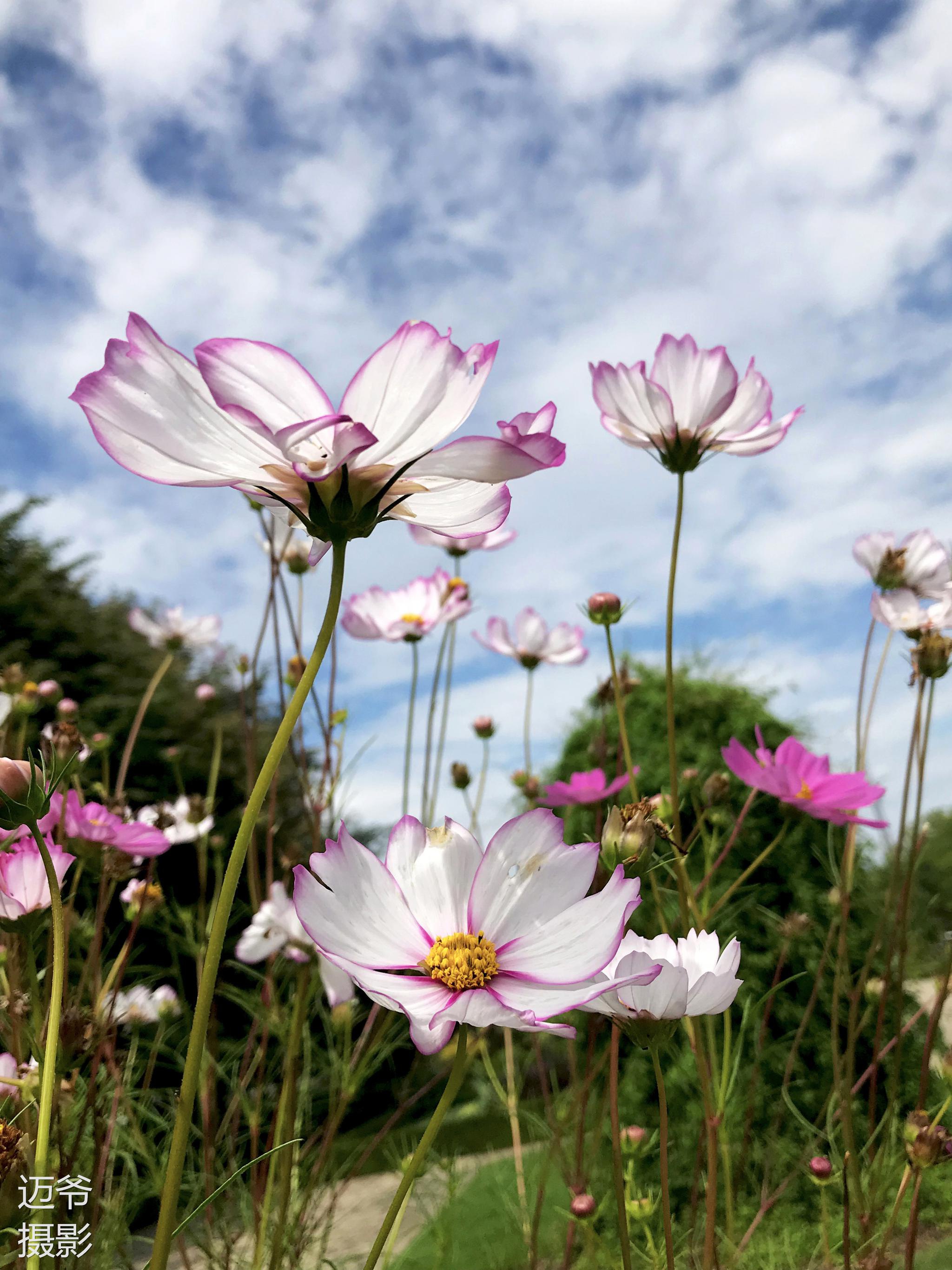 漫步系列八十漫步在多伦多湖心岛【手机原创摄影】