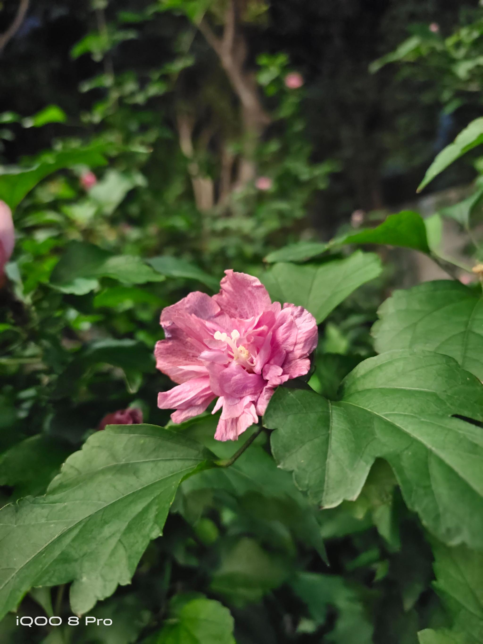 全面评测：iQOO 8 Pro同价位销量夺冠  为什么这么多人选择它？休闲区蓝鸢梦想 - Www.slyday.coM