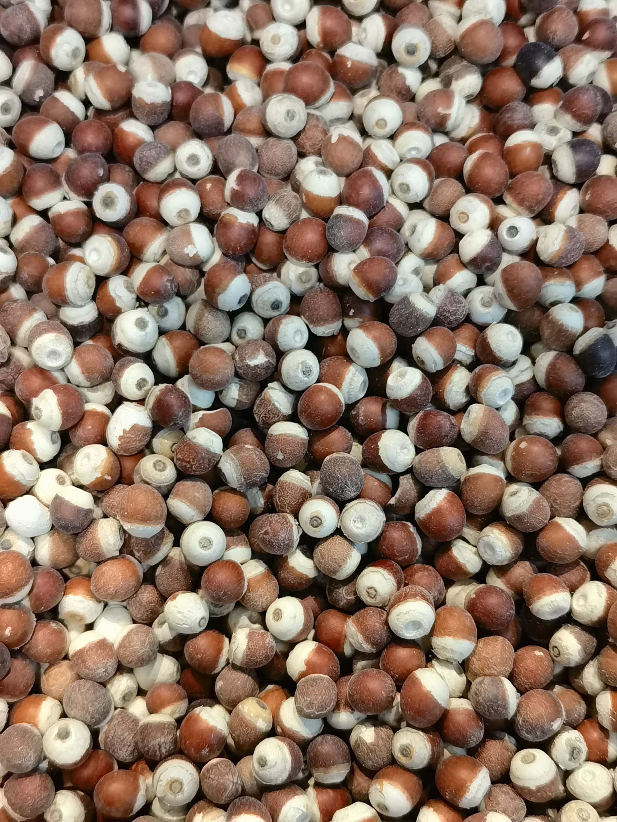 水生植物芡实种子原创拍摄