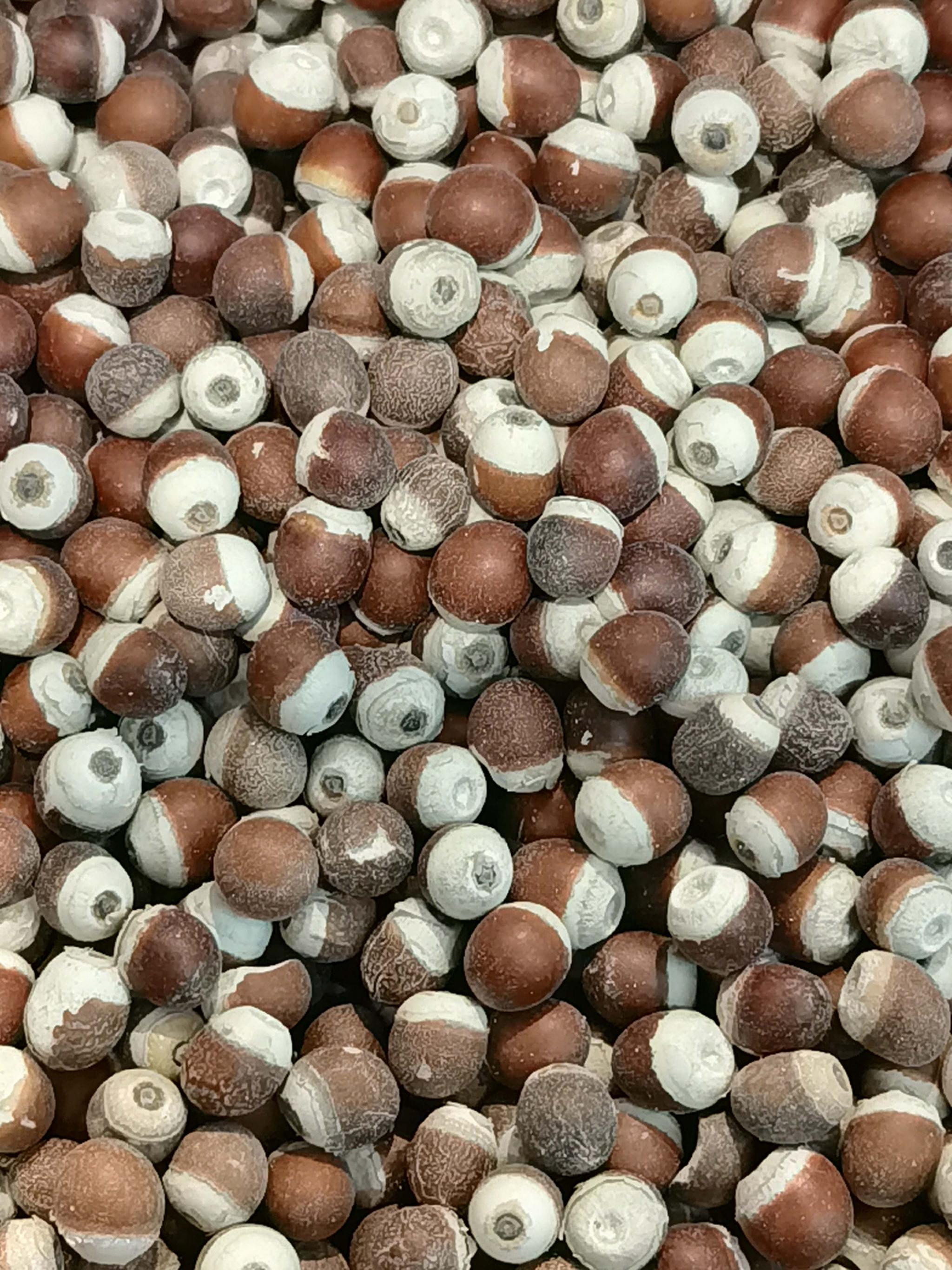 水生植物芡实种子原创拍摄