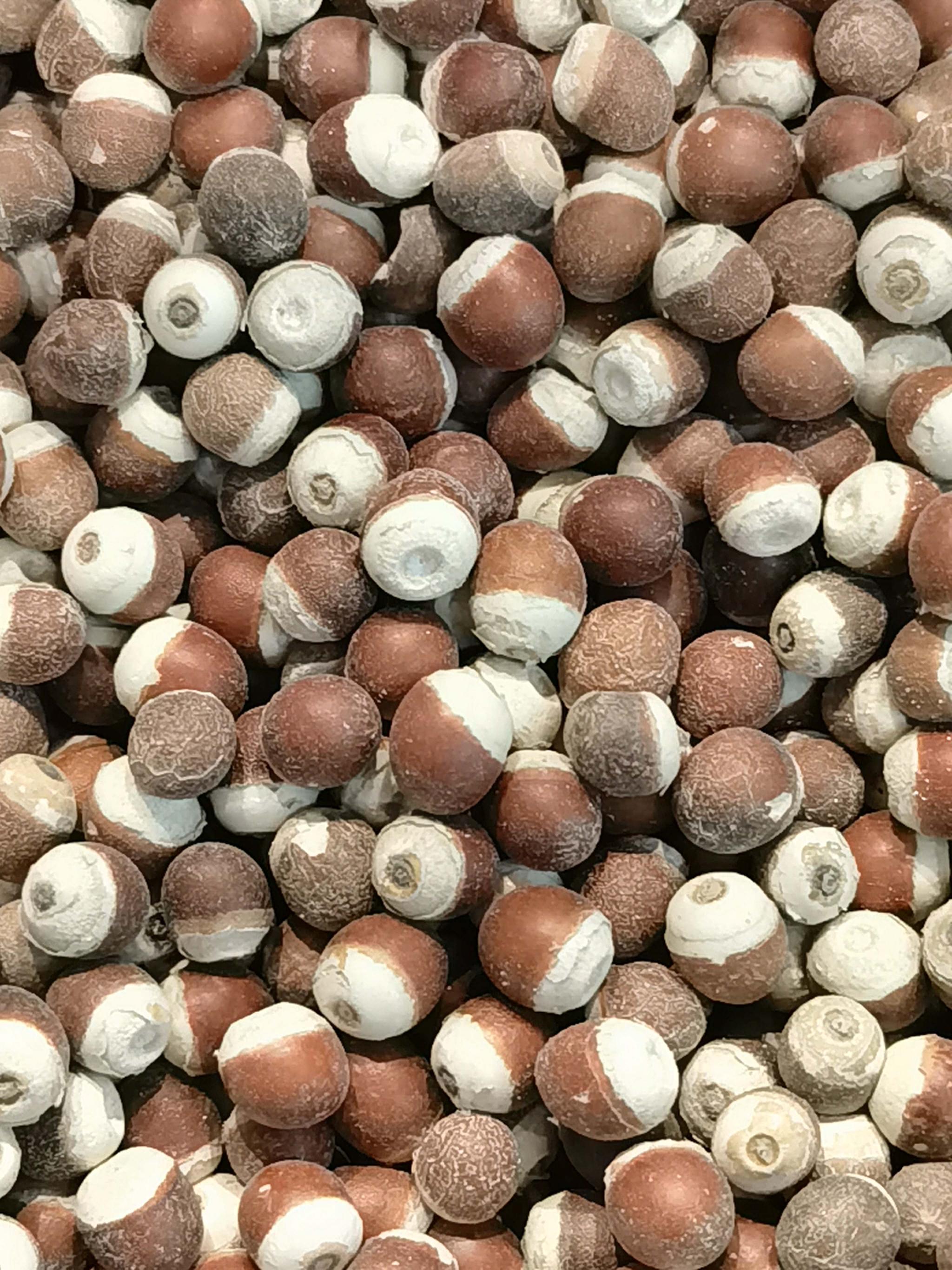 水生植物芡实种子原创拍摄