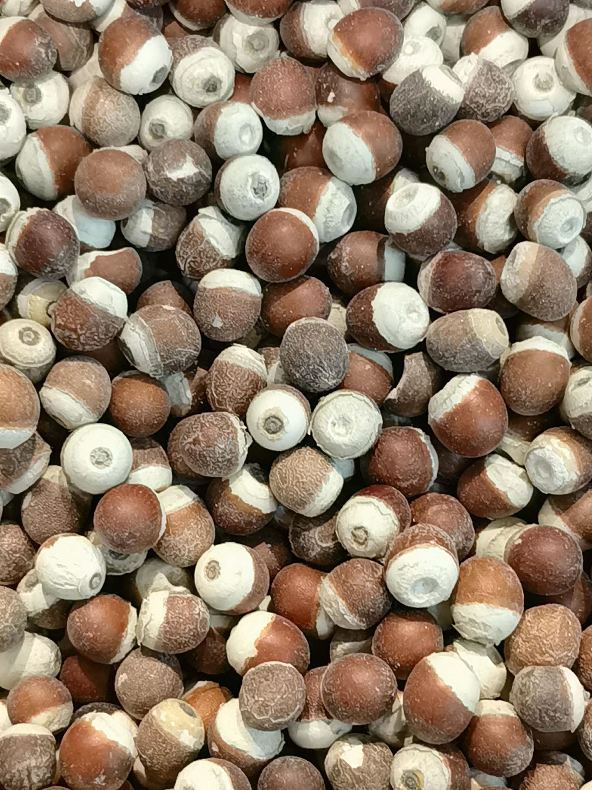 水生植物芡实种子原创拍摄