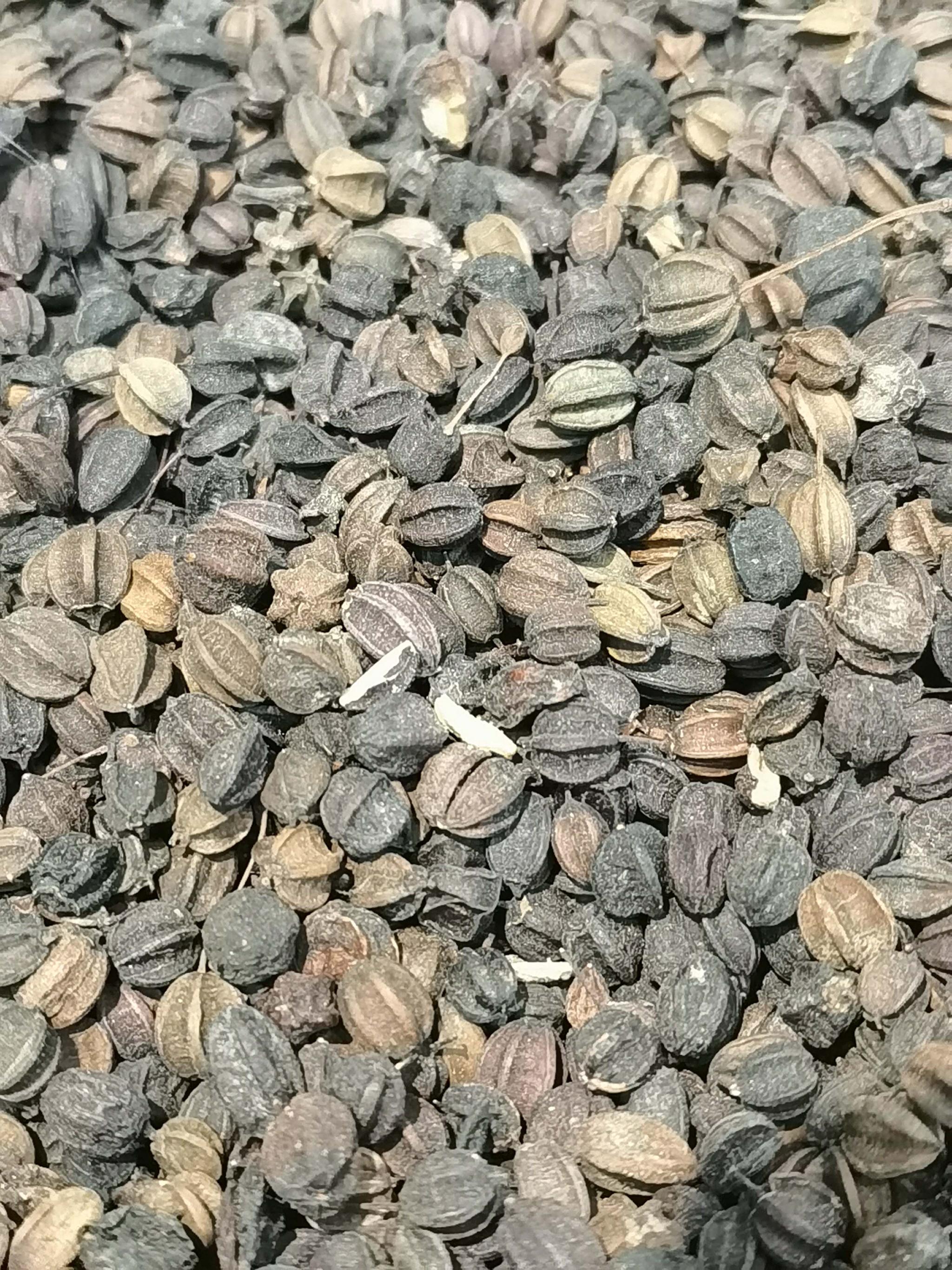 五味子种子,原创拍摄__财经头条