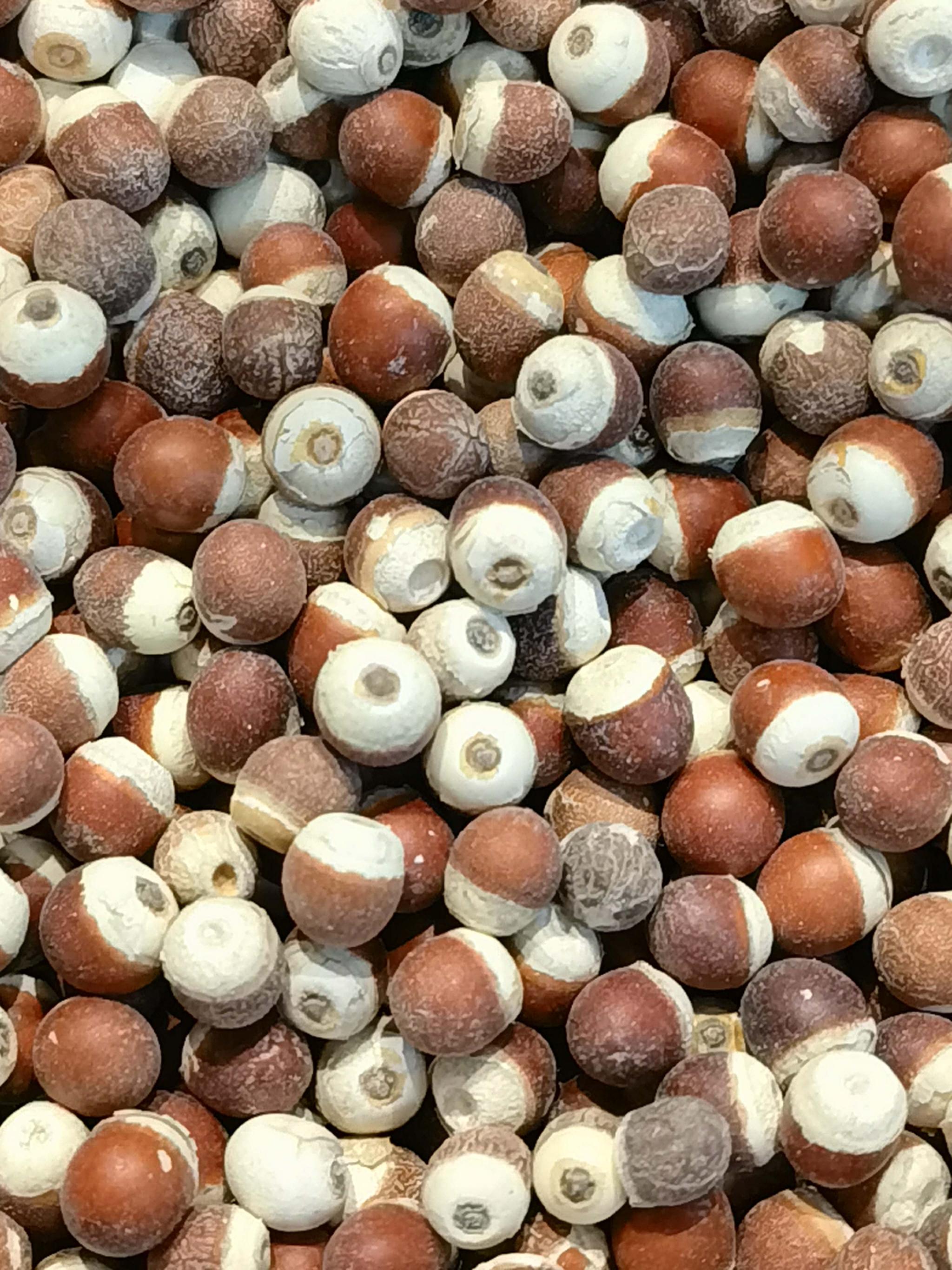 水生植物芡实种子原创拍摄