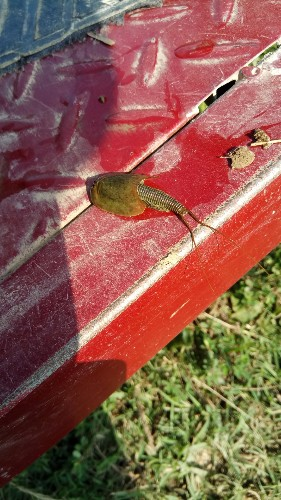 男子在路边发现一似尸蟞的生物,专家说是古生代幸存下来的生命