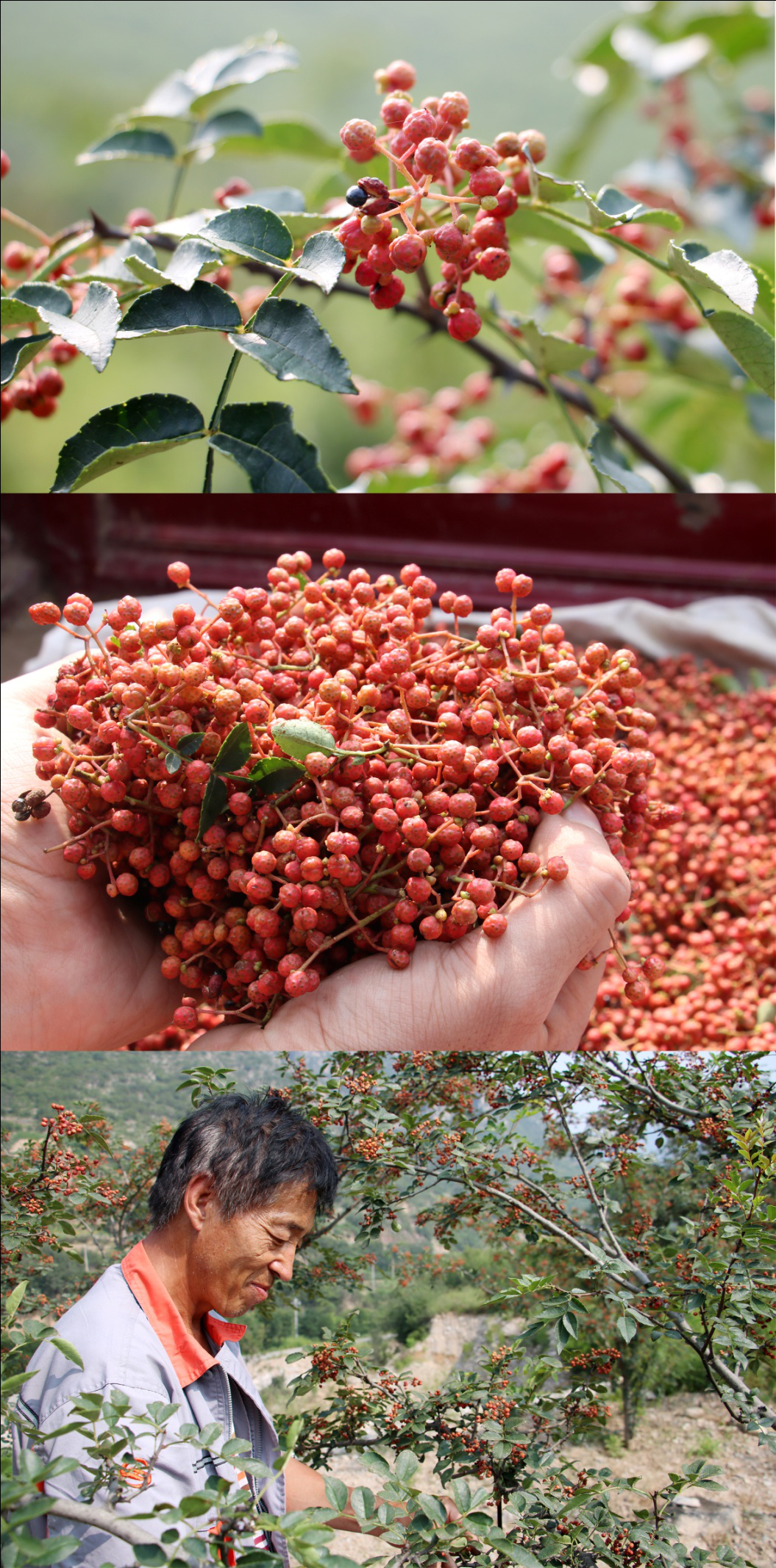 数字助农椒享生活首届平顺大红袍花椒节盛大启幕