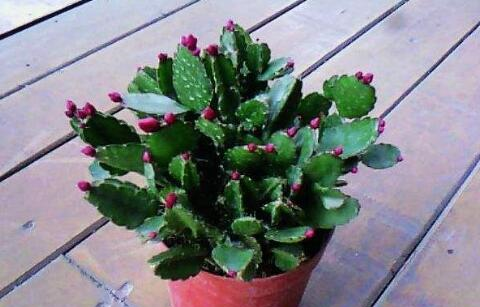 蟹爪兰一直不长花苞？用上“3个狠招”，花苞乖乖吐出来！休闲区蓝鸢梦想 - Www.slyday.coM