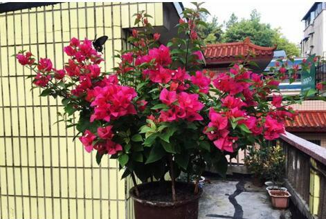 养三角梅,做到“3多、1控”,开完一茬又茬,一茬比一茬开得多休闲区蓝鸢梦想 - Www.slyday.coM 养三角梅,做到“3多、1控”,开完一茬又茬,一茬比一茬开得多休闲区蓝鸢梦想 - Www.slyday.coM