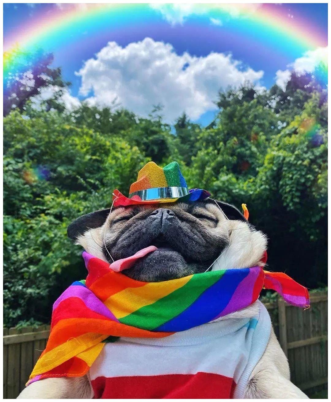 每天都是c位酷guy十足的镜头感为doug赢得一票粉丝今天也是和彩虹?