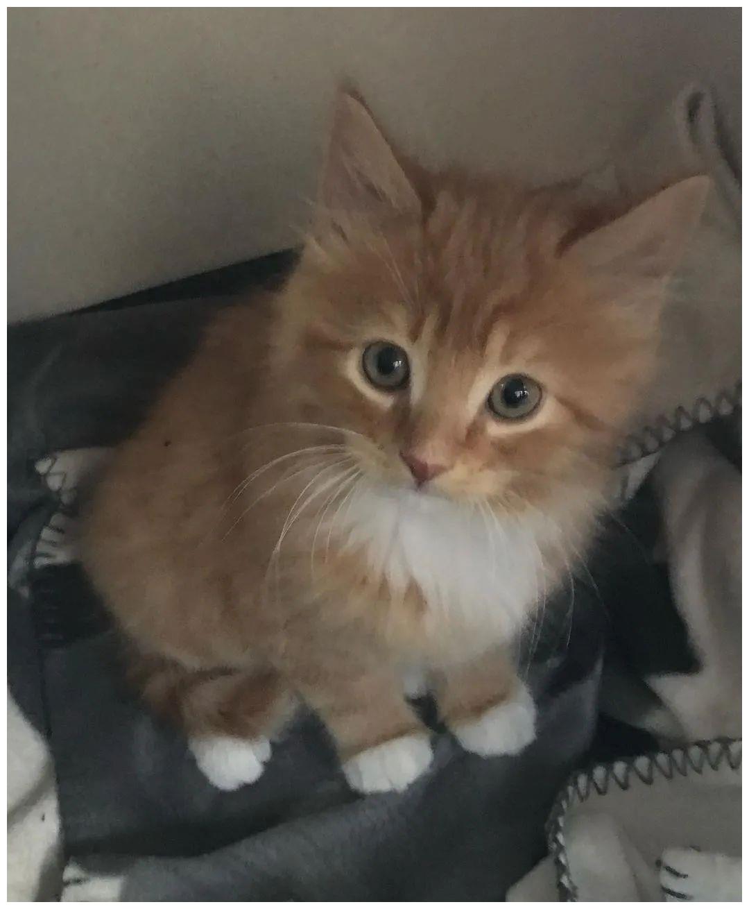 出生不幸的小橘猫，爱上了户外旅行，摆脱了十橘九胖的魔咒