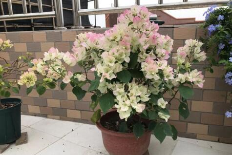 养三角梅,做到“3多、1控”,开完一茬又茬,一茬比一茬开得多休闲区蓝鸢梦想 - Www.slyday.coM 养三角梅,做到“3多、1控”,开完一茬又茬,一茬比一茬开得多休闲区蓝鸢梦想 - Www.slyday.coM