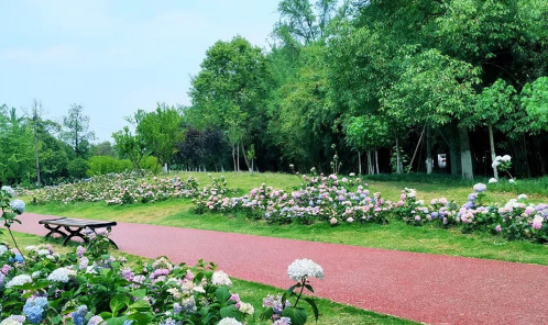 成都有一低调公园五千株绣球花开了免费对市民开放