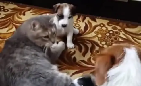 狗妈妈出去散步,小狗们把猫咪当成妈妈要奶喝,猫咪的反应亮了休闲区蓝鸢梦想 - Www.slyday.coM 狗妈妈出去散步,小狗们把猫咪当成妈妈要奶喝,猫咪的反应亮了休闲区蓝鸢梦想 - Www.slyday.coM