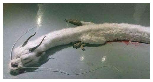 曾经有一种长着爪子的蛟蛇生活在1亿年前会是龙的原型吗