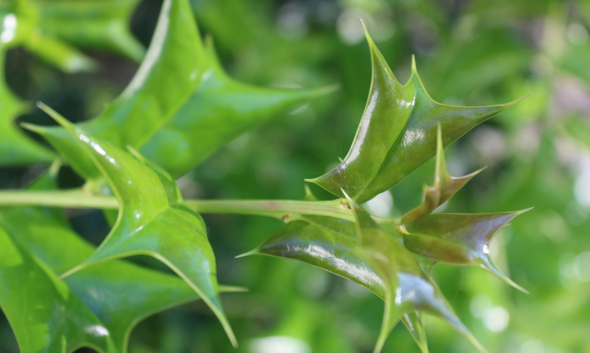 叶形奇特的枸骨树