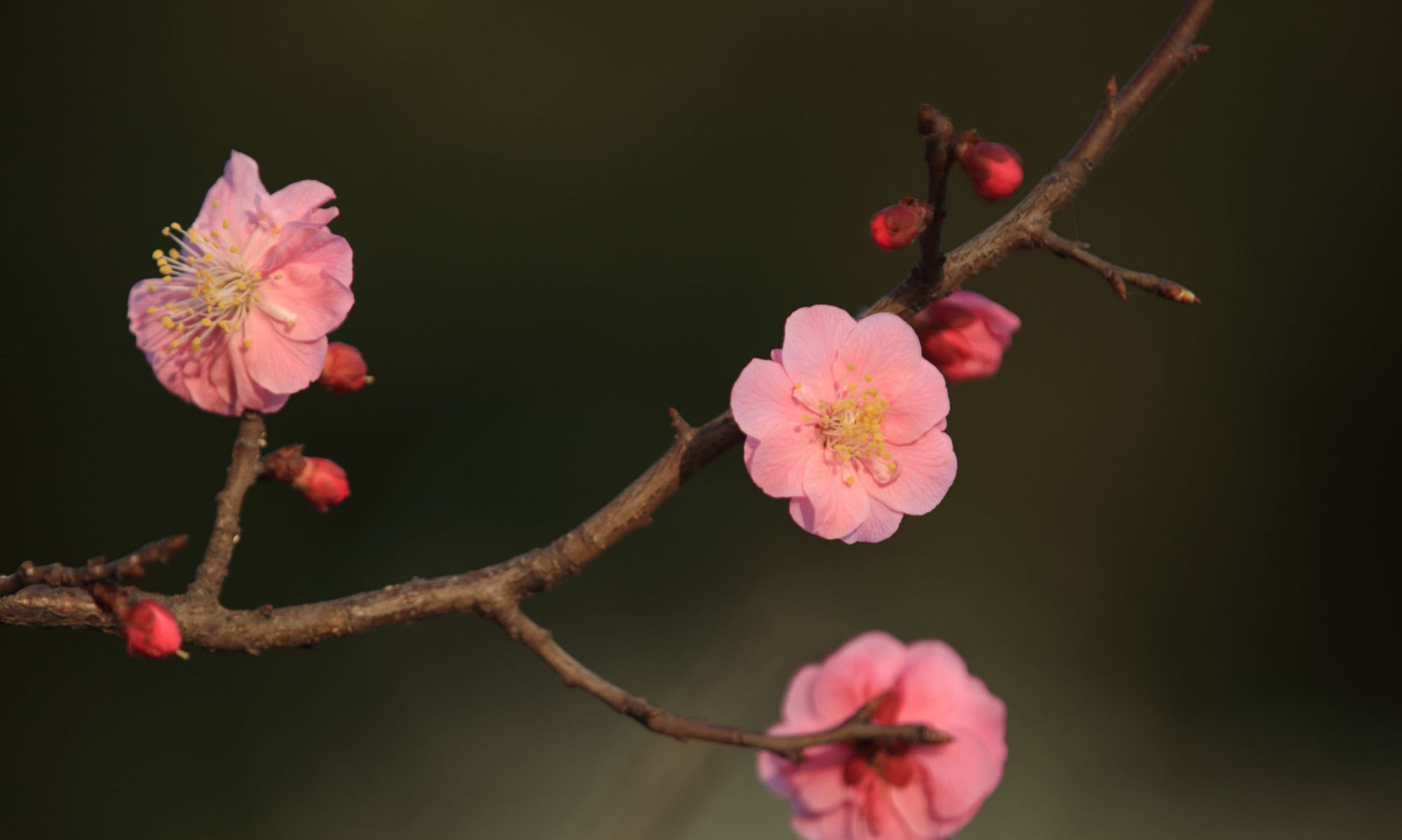 疏影横斜水清浅,暗香浮动月黄昏。——宋代:林逋《山园小梅》