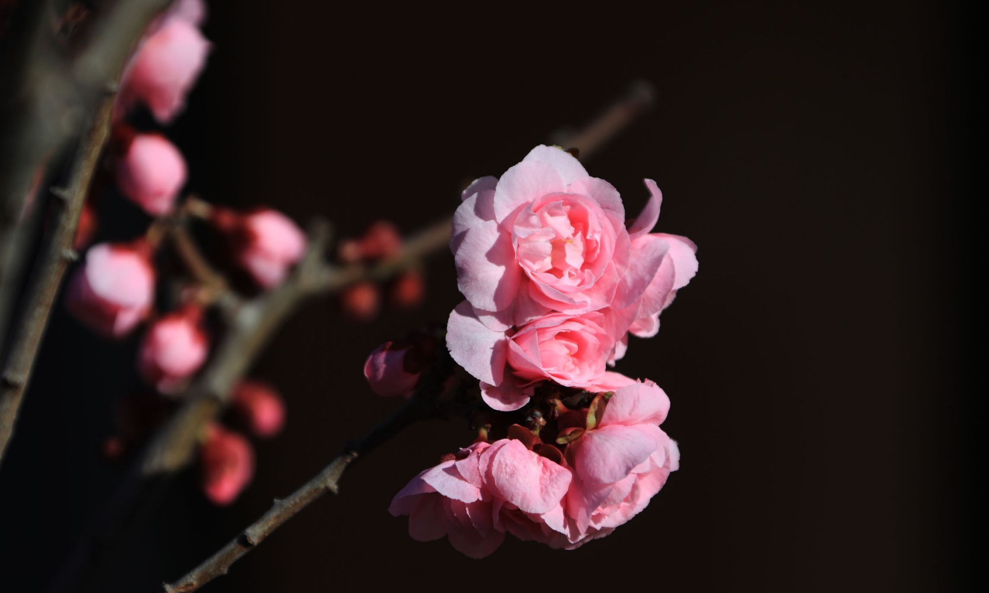 疏影横斜水清浅,暗香浮动月黄昏。——宋代:林逋《山园小梅》
