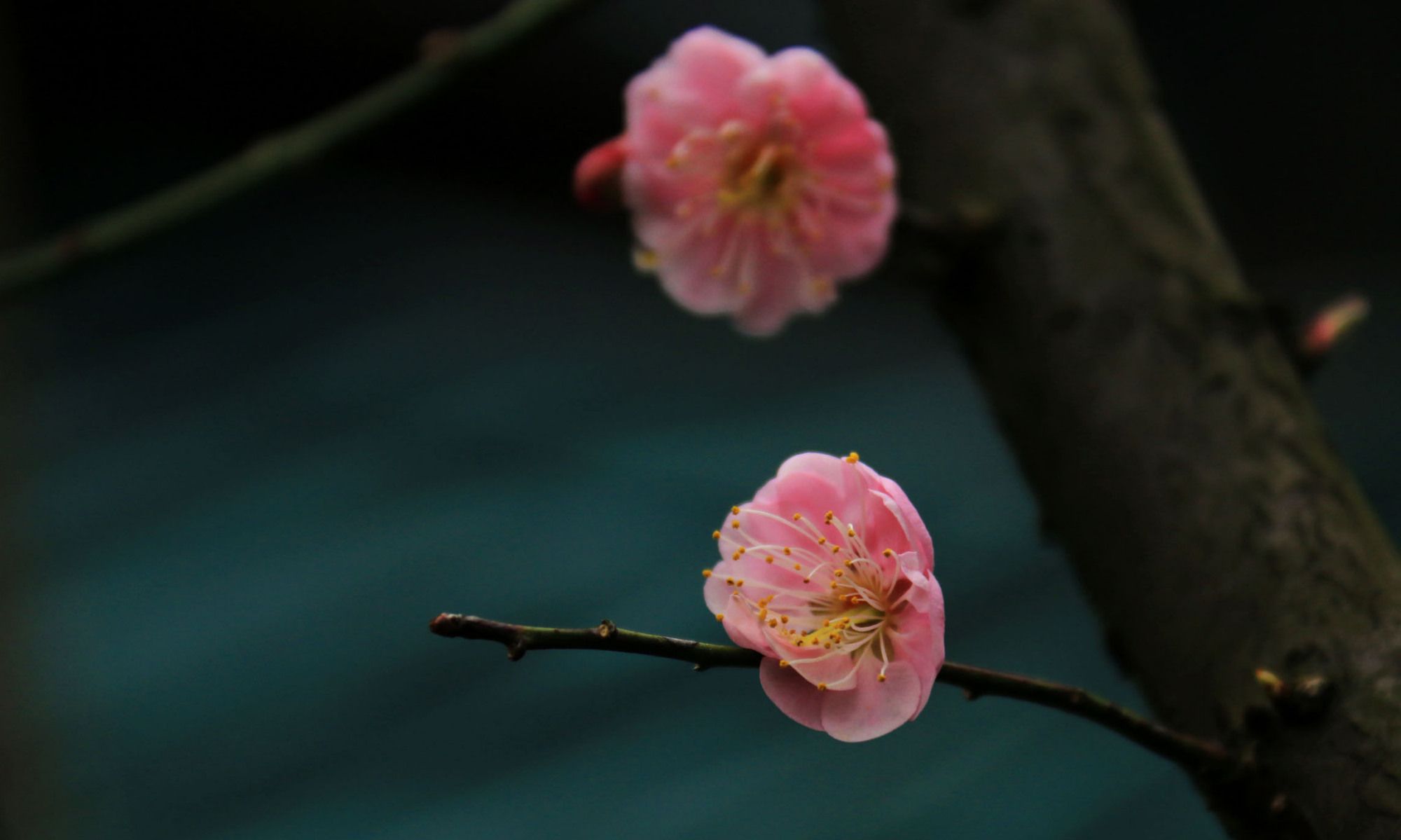 疏影横斜水清浅,暗香浮动月黄昏。——宋代:林逋《山园小梅》