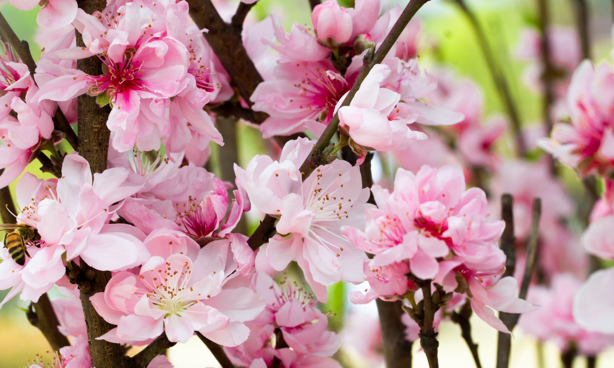 原创桃花壁纸,又来送货了哈