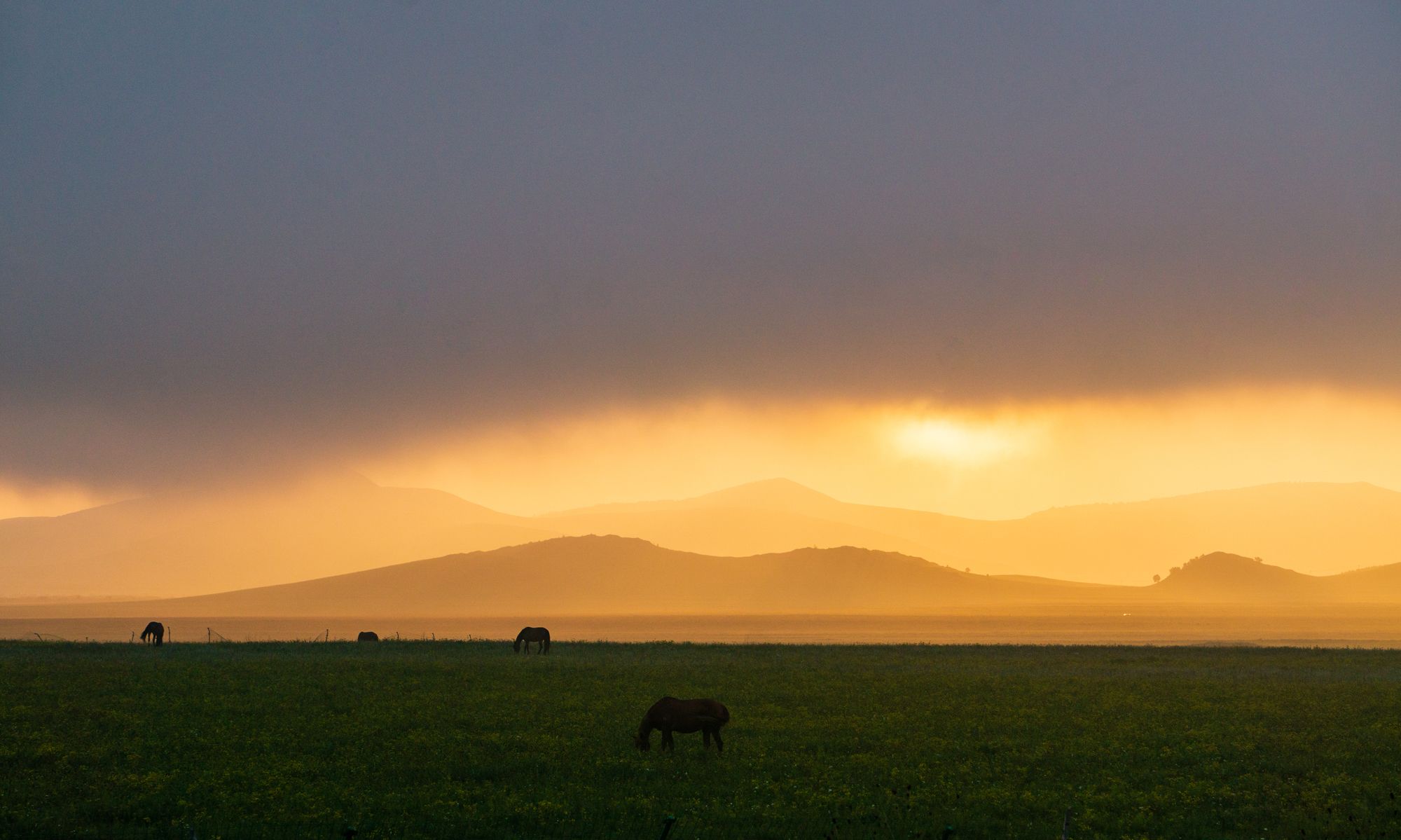 航拍乌兰布统草原的清晨,马儿在朦胧的晨曦中吃草,宛如人间仙境