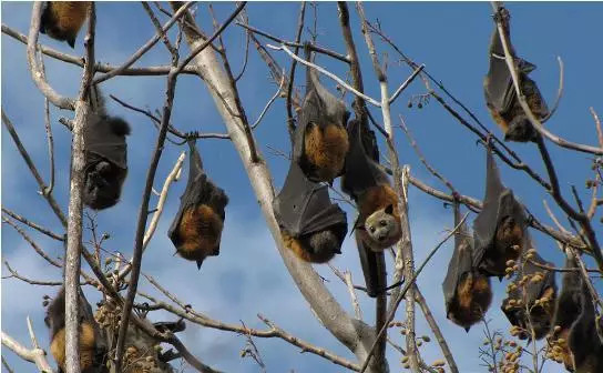 果实|大树|蝙蝠_新浪新闻