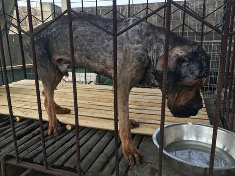 铲屎官为了让藏獒散热把它毛全部剃光后藏獒满脸生无可恋