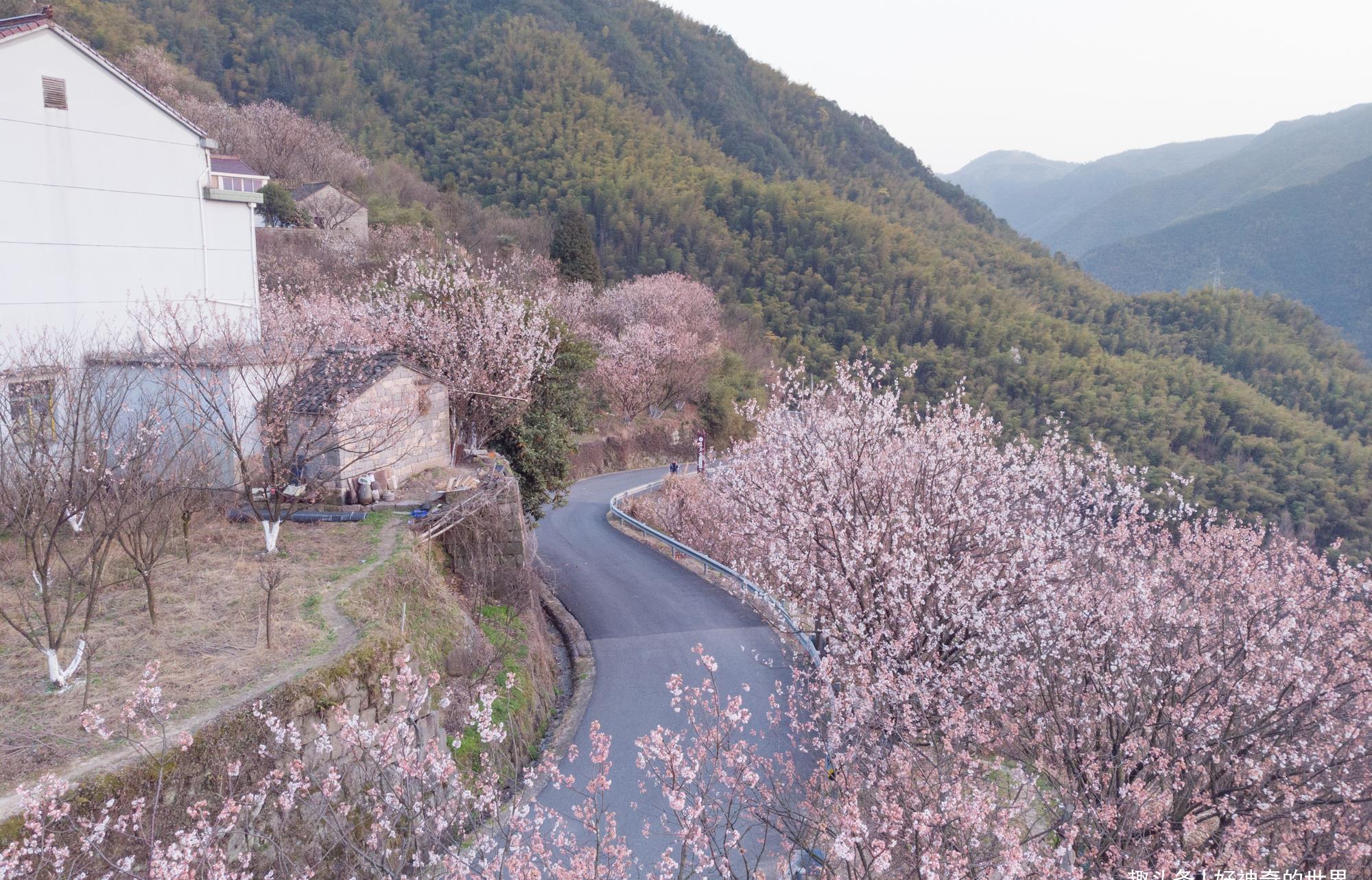 寧波四明山深處的山村美了萬株櫻桃樹綻放繁花似錦如世外桃源