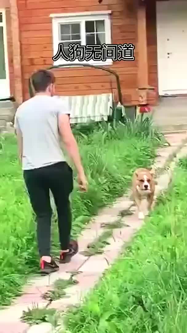 人狗极限猜忌，上演无间道