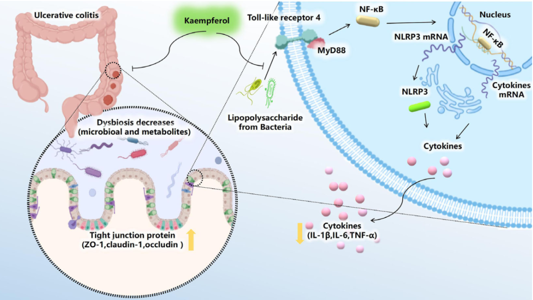 成都KB工作室下午茶体验盘点：值得一探究竟的地方