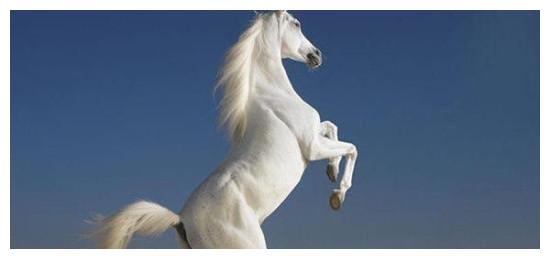 乌骓|战马|丘行恭_新浪新闻