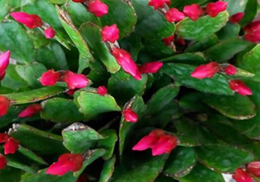 蟹爪兰一直不长花苞？用上“3个狠招”，花苞乖乖吐出来！休闲区蓝鸢梦想 - Www.slyday.coM