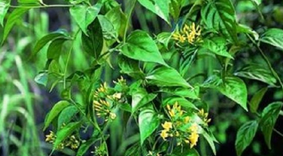 一种植物被称为"断肠草",中医上是好草药,可惜野生的一株难求