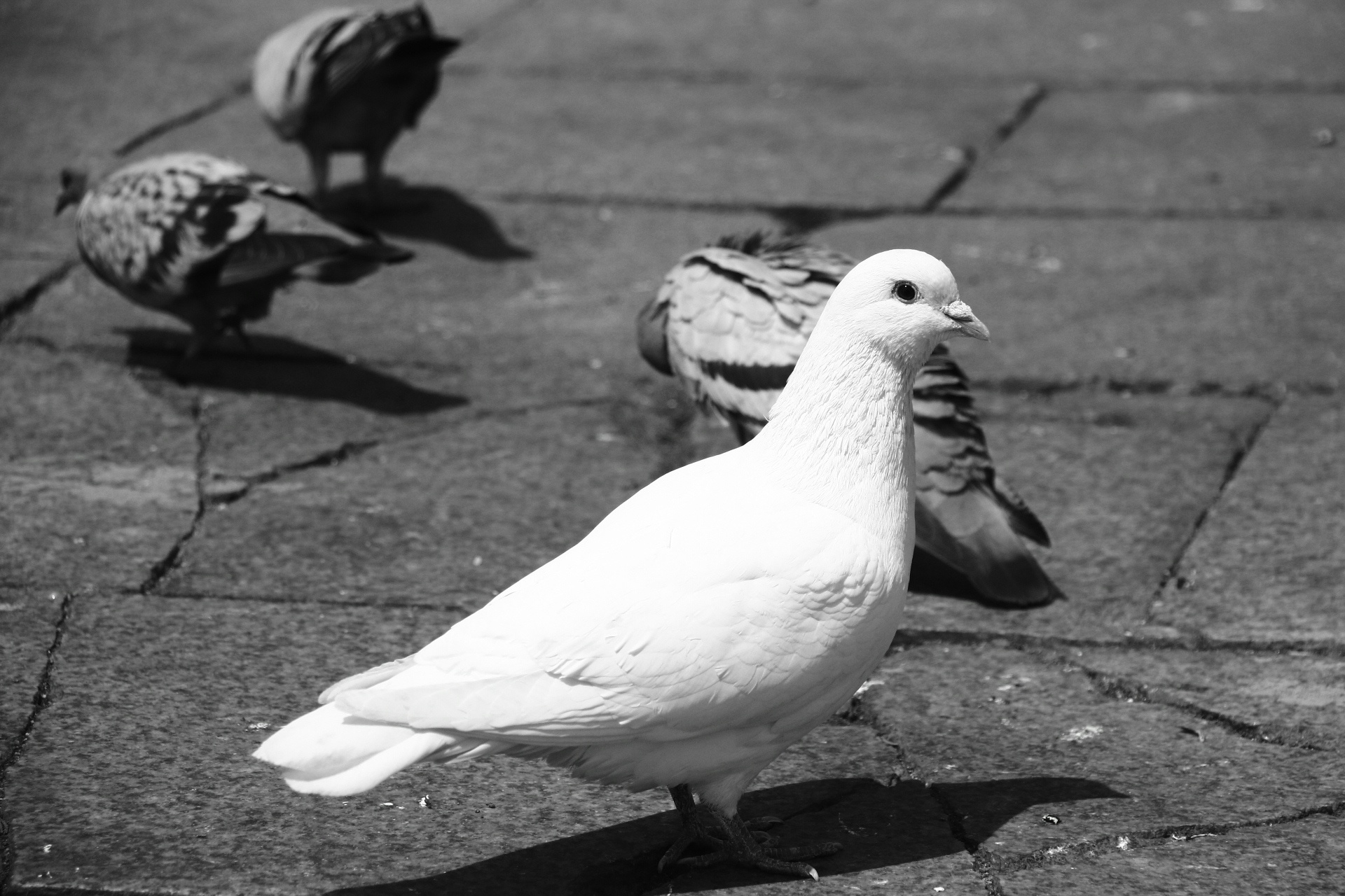 黑白相册 鸽子