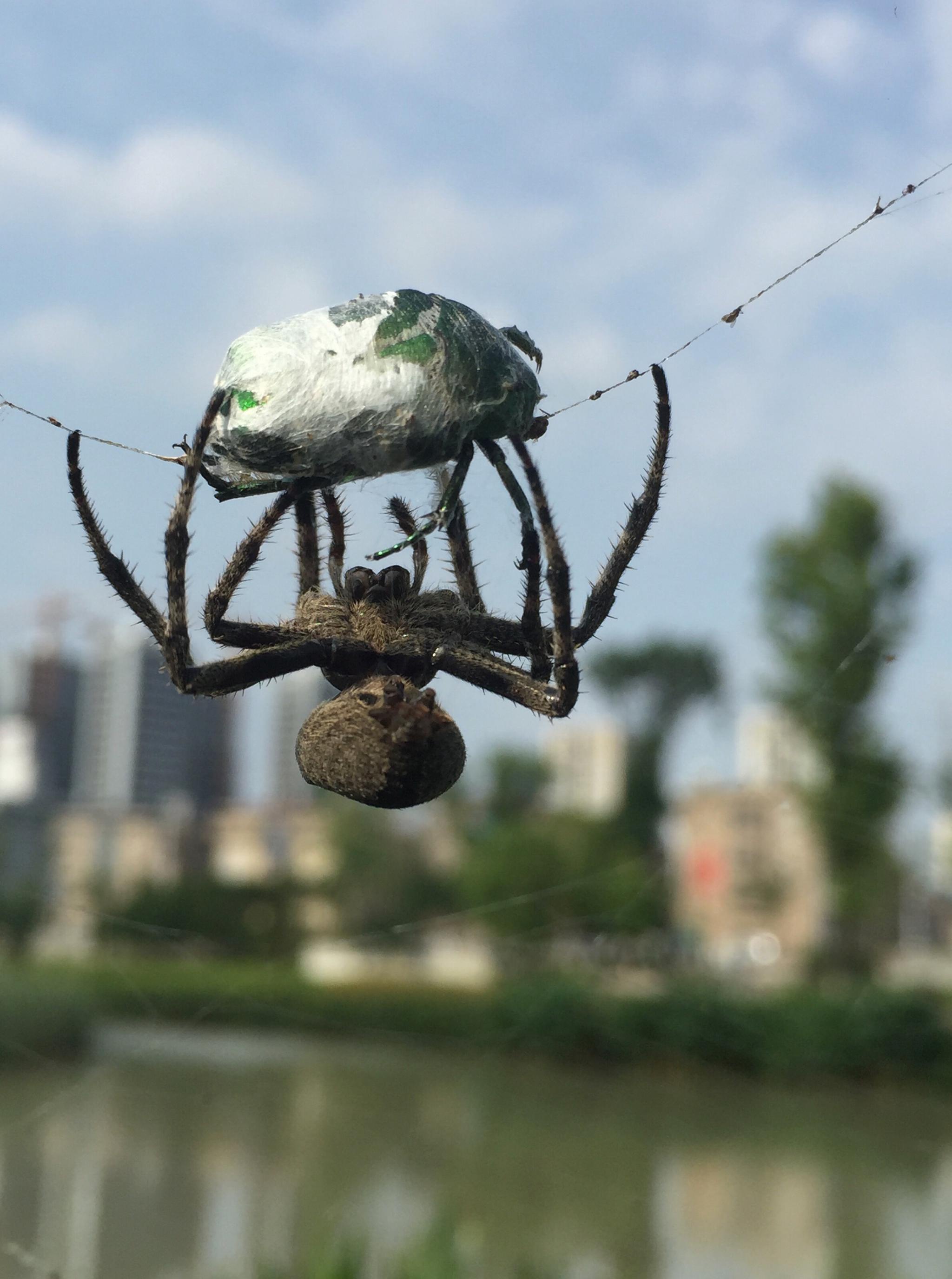 你有金盔甲我有缠丝线,蜘蛛战金龟子,把它五花大绑捆个扎扎实实