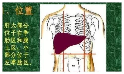 胃和肝区疼痛位置图图片