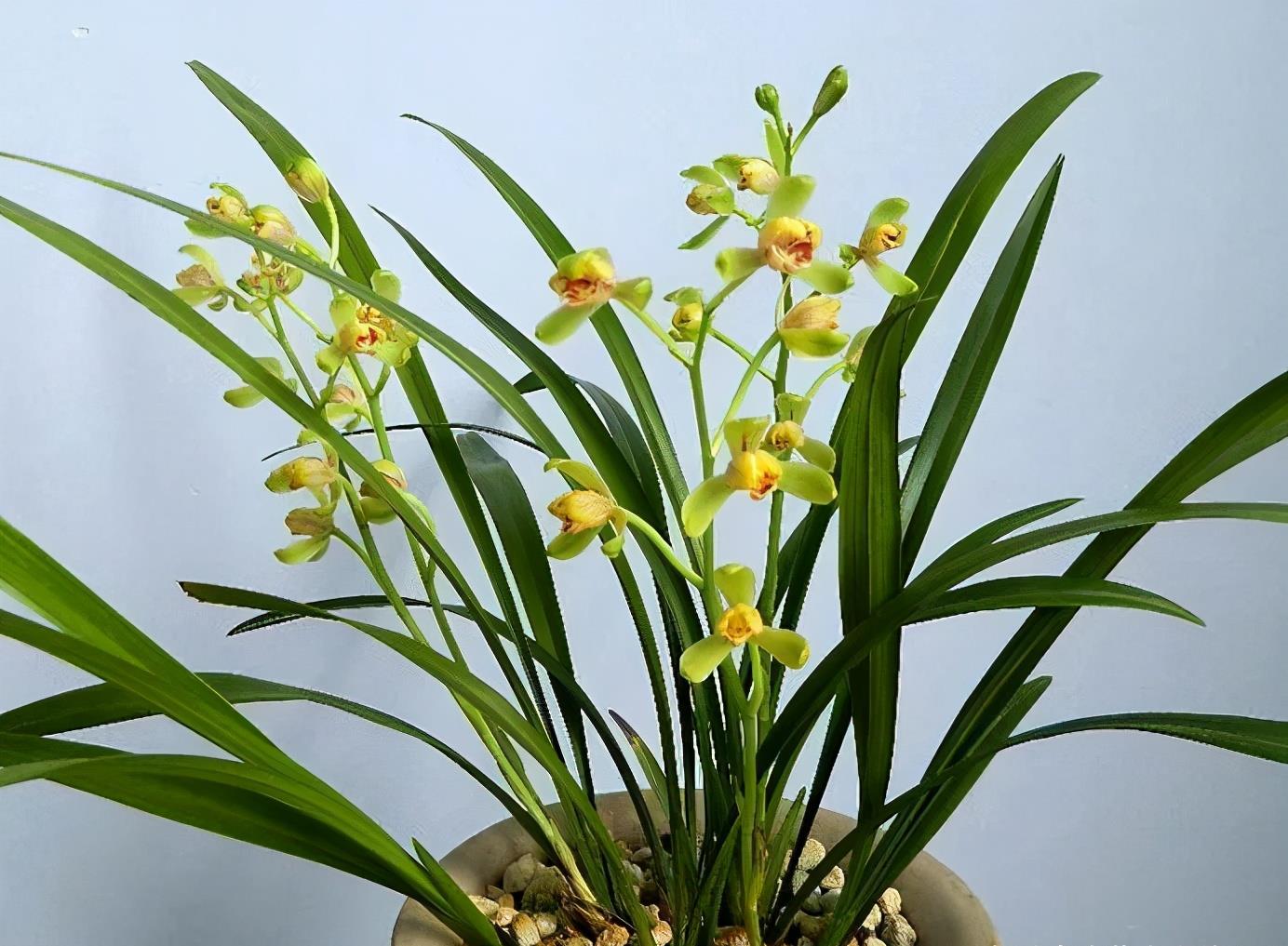 一品梅,适合新手养的兰花,香味扑鼻,花量极大,深受兰友们喜爱