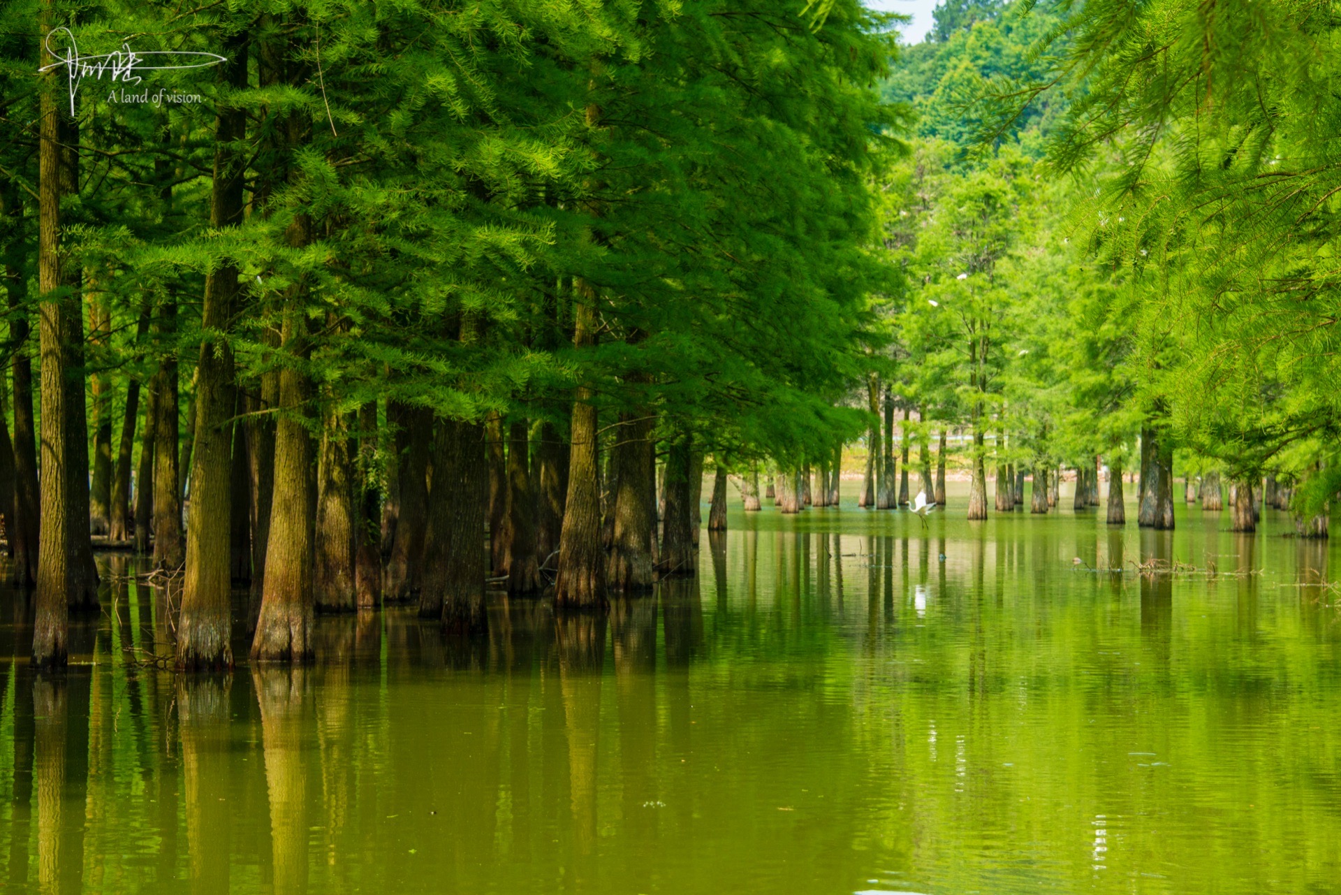 石井水库池杉林掠影一