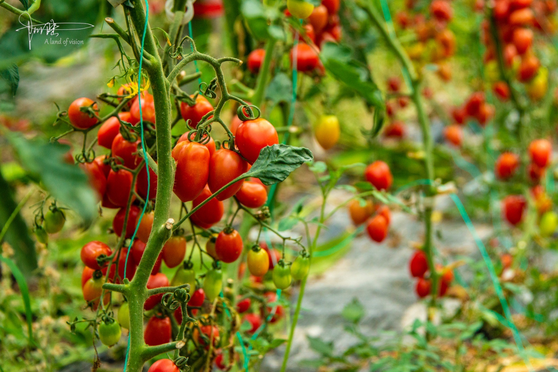 上虞大通农场的圣女果采摘_高清图集_新浪网