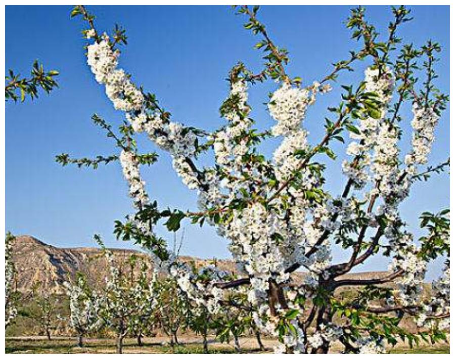 种植大樱桃,如何搭配授粉树好?需要注意什么?