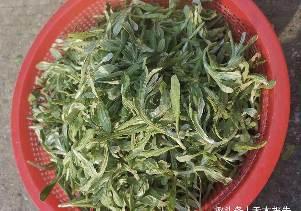 长在水田的一种野菜俗称水牛花药食两用若见到就摘点