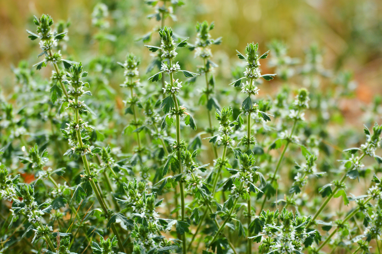 白花益母草原创拍摄